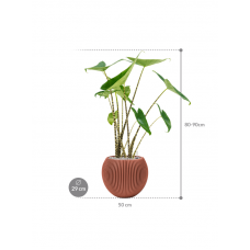 Alocasia zebrina in Capi Nature Groove Special