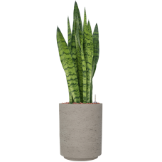 Sansevieria zeylanica in Rough