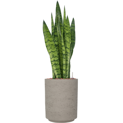 Растение в кашпо Sansevieria zeylanica in Rough