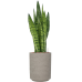 Растение в кашпо Sansevieria zeylanica in Rough