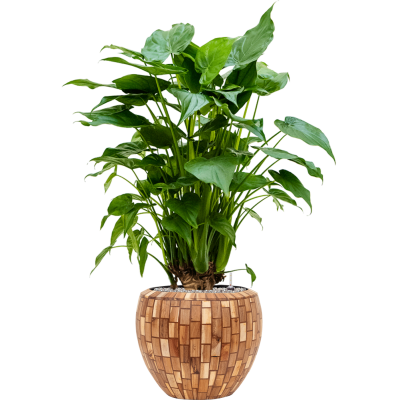 Растение в кашпо Alocasia cucullata in Baq Facets Jenga