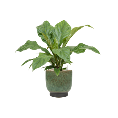 Растение в кашпо Anthurium elipticum 'Jungle Bush' in Linn