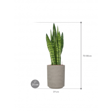 Sansevieria zeylanica in Rough