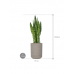 Растение в кашпо Sansevieria zeylanica in Rough