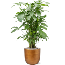 Caryota mitis in Capi Lux Retro