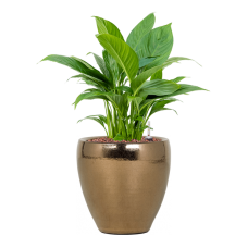 Spathiphyllum 'Gokyo' in Amora