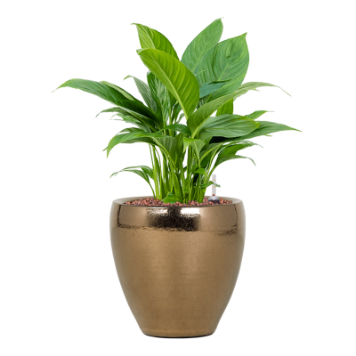 Растение в кашпо Spathiphyllum 'Gokyo' in Amora