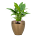 Растение в кашпо Spathiphyllum 'Gokyo' in Amora