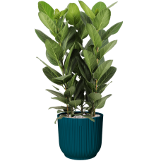 Ficus benghalensis 'Audrey' in Vibes Fold