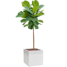 Ficus lyrata in Baq Line-Up