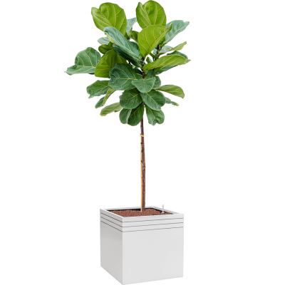 Растение в кашпо Ficus lyrata in Baq Line-Up