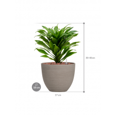 Dracaena fragrans 'Compacta' in Refined