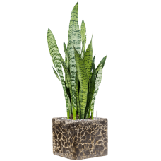 Sansevieria zeylanica in Baq Lava