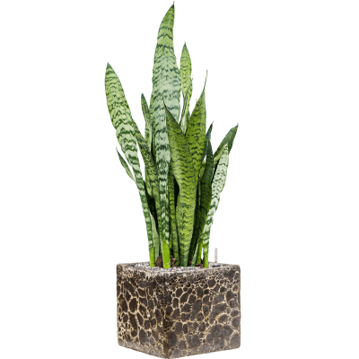 Растение в кашпо Sansevieria zeylanica in Baq Lava