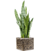 Растение в кашпо Sansevieria zeylanica in Baq Lava