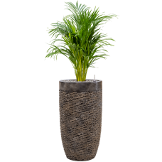 Dypsis (Areca) lutescens in Baq Luxe Lite Universe Layer