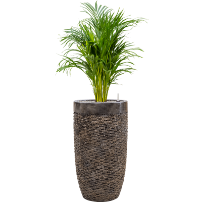 Растение в кашпо Dypsis (Areca) lutescens in Baq Luxe Lite Universe Layer