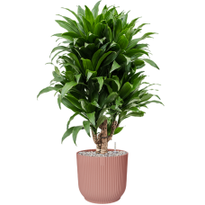 Dracaena fragrans 'Compacta' in Vibes Fold