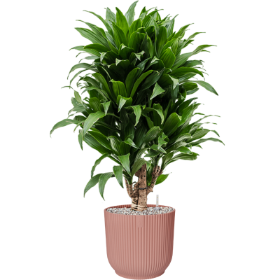 Растение в кашпо Dracaena fragrans 'Compacta' in Vibes Fold