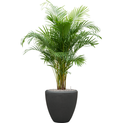 Растение в кашпо Dypsis (Areca) lutescens in Baq Polystone Plain