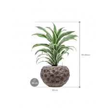 Dracaena fragrans 'White Jewel' in Baq Luxe Lite Moon