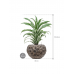 Растение в кашпо Dracaena fragrans 'White Jewel' in Baq Luxe Lite Moon