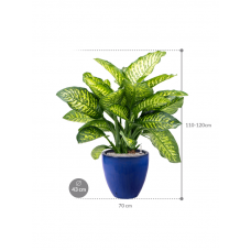 Dieffenbachia seguine 'Maroba' in Plain