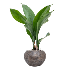 Aspidistra elatior in Baq Luxe Lite Universe Wrinkle