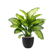 Dieffenbachia seguine 'Maroba' in Artstone