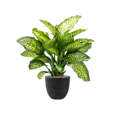 Растение в кашпо Dieffenbachia seguine 'Maroba' in Artstone