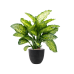 Растение в кашпо Dieffenbachia seguine 'Maroba' in Artstone