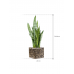 Растение в кашпо Sansevieria zeylanica in Baq Lava