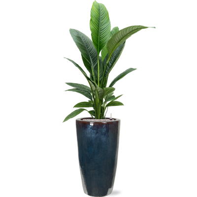 Растение в кашпо Spathiphyllum 'Sensation' in Plain