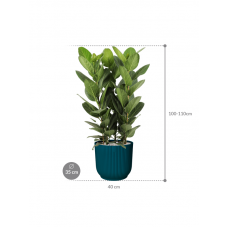 Ficus benghalensis 'Audrey' in Vibes Fold