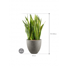 Sansevieria trifasciata 'Laurentii' in Grigio