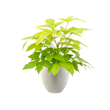 Schefflera actinophylla 'Golden Amate' in Grigio