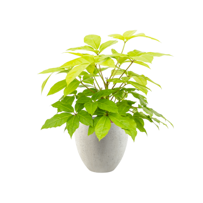 Растение в кашпо Schefflera actinophylla 'Golden Amate' in Grigio