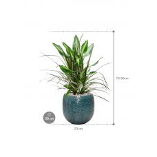 Dracaena combo in Marly