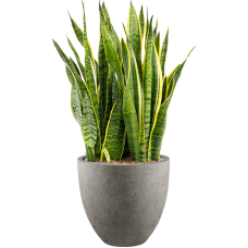 Sansevieria trifasciata 'Laurentii' in Grigio