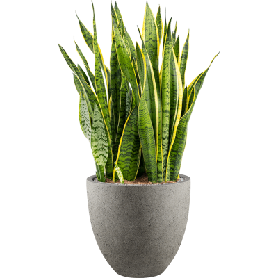 Растение в кашпо Sansevieria trifasciata 'Laurentii' in Grigio