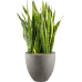 Растение в кашпо Sansevieria trifasciata 'Laurentii' in Grigio