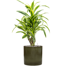 Dracaena fragrans 'Lemon Lime' in Cylinder