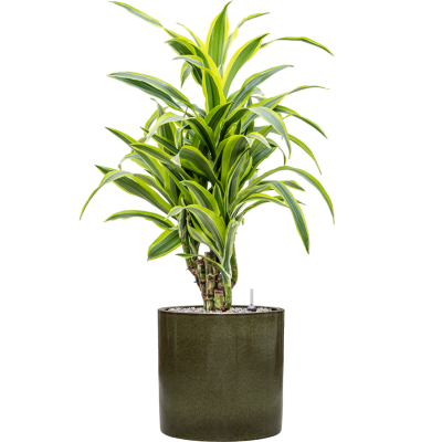 Растение в кашпо Dracaena fragrans 'Lemon Lime' in Cylinder