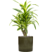 Растение в кашпо Dracaena fragrans 'Lemon Lime' in Cylinder