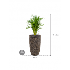 Dypsis (Areca) lutescens in Baq Luxe Lite Universe Layer