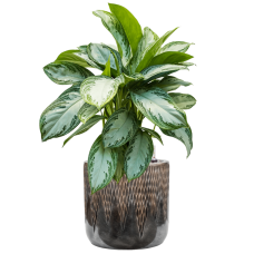 Aglaonema 'Silver Bay' in Baq Luxe Lite Universe Comet