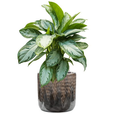 Растение в кашпо Aglaonema 'Silver Bay' in Baq Luxe Lite Universe Comet