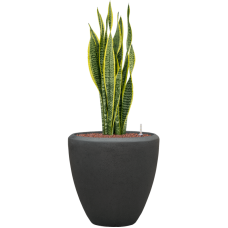 Sansevieria trifasciata 'Laurentii' in Baq Polystone Plain