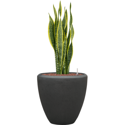 Растение в кашпо Sansevieria trifasciata 'Laurentii' in Baq Polystone Plain