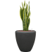 Растение в кашпо Sansevieria trifasciata 'Laurentii' in Baq Polystone Plain